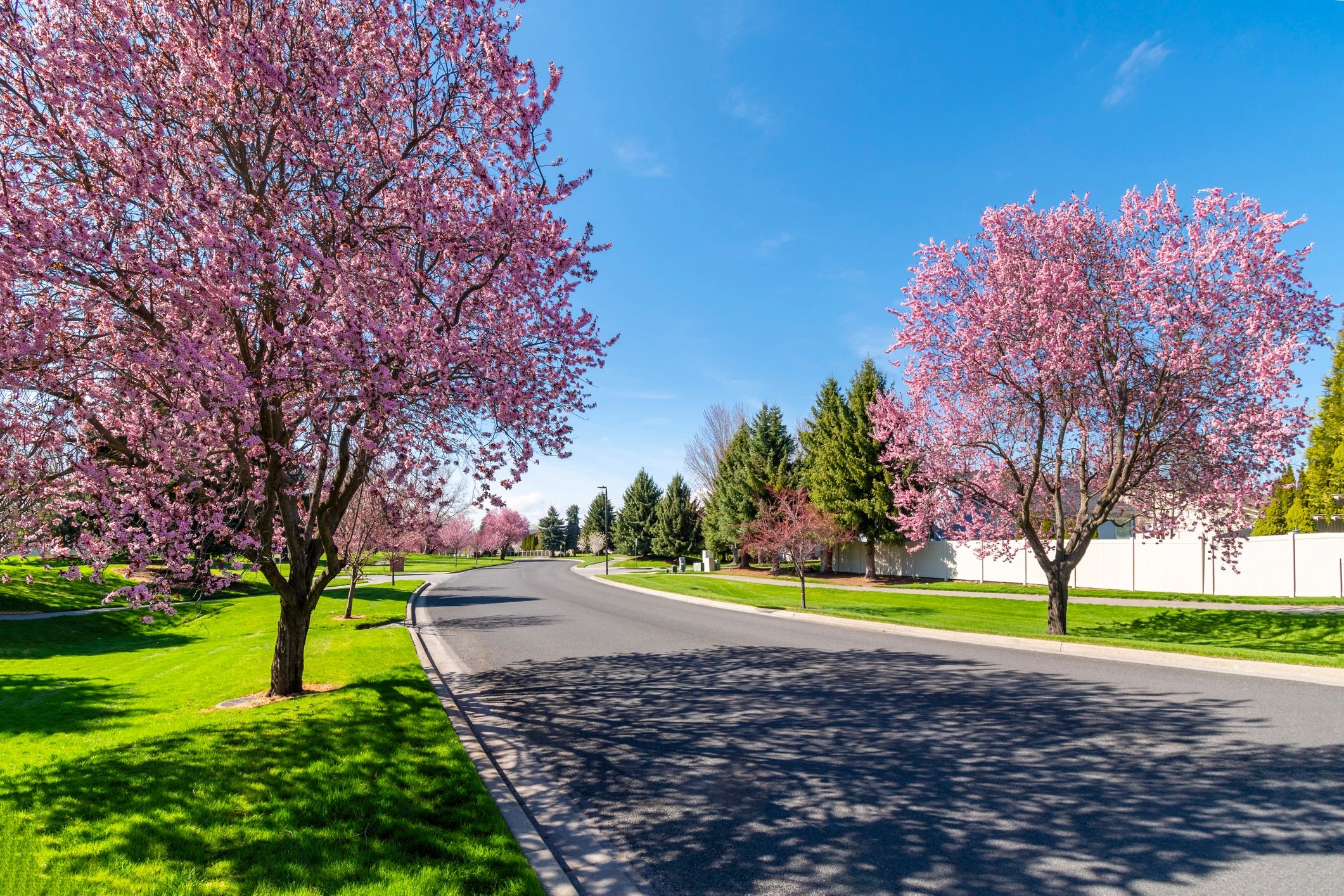 Neighborhood street with spring landscaping, representing a welcoming community.